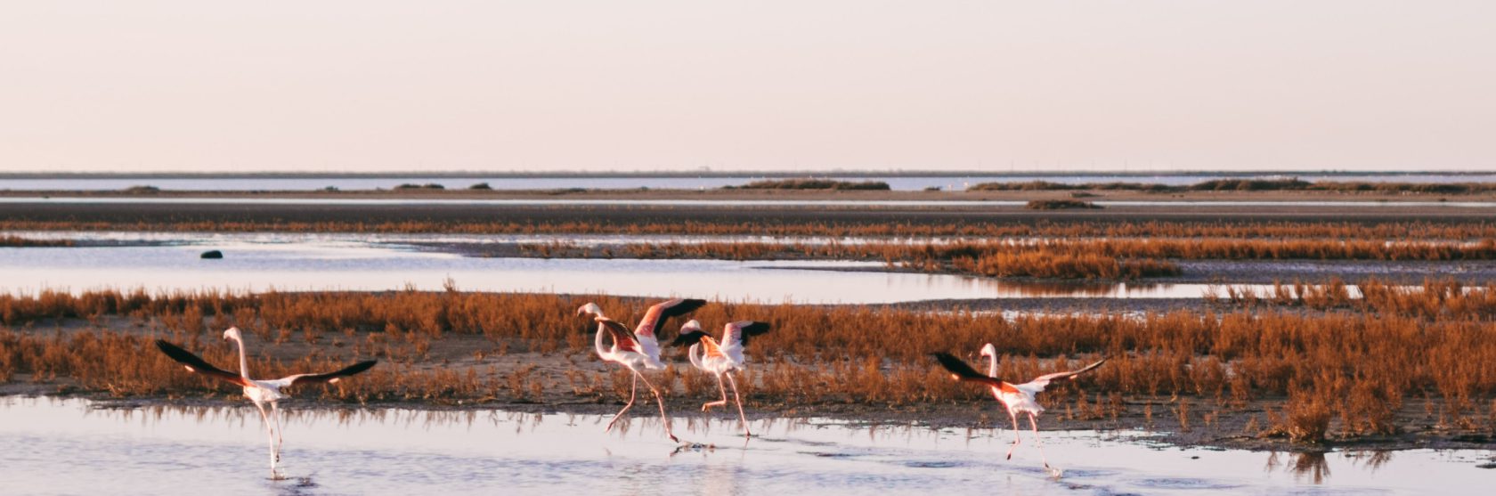 Camargue